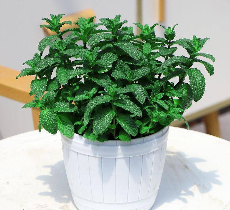 Có rất nhiều loại bạc hà, hầu hết đều chứa dầu bạc hà, có mùi thơm nồng, sẽ mang lại hơi thở mát mẻ cho mọi người vào giữa mùa hè. Đắp lá bạc hà lên trán cũng có thể làm mát và giảm nóng.