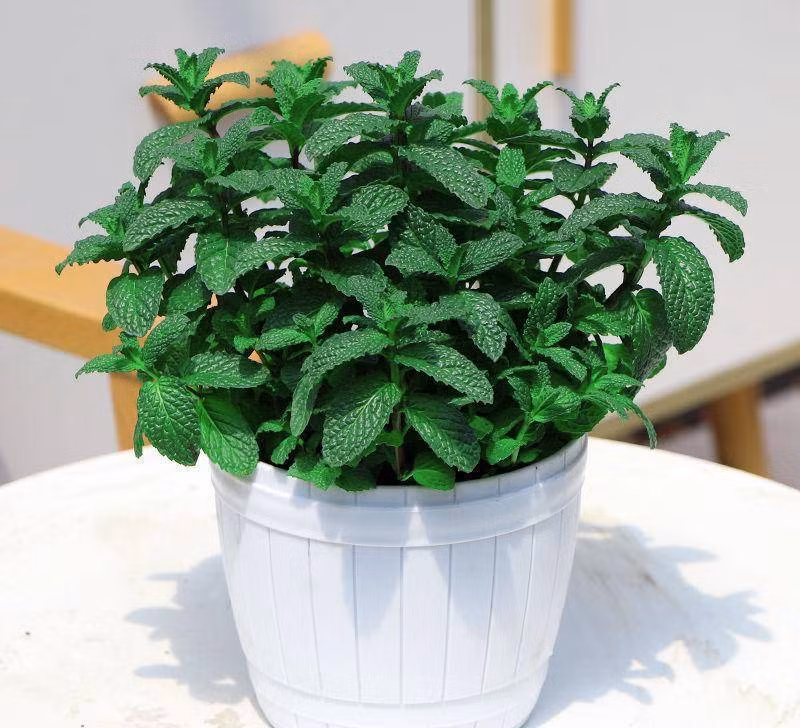 Có rất nhiều loại bạc hà, hầu hết đều chứa dầu bạc hà, có mùi thơm nồng, sẽ mang lại hơi thở mát mẻ cho mọi người vào giữa mùa hè. Đắp lá bạc hà lên trán cũng có thể làm mát và giảm nóng.