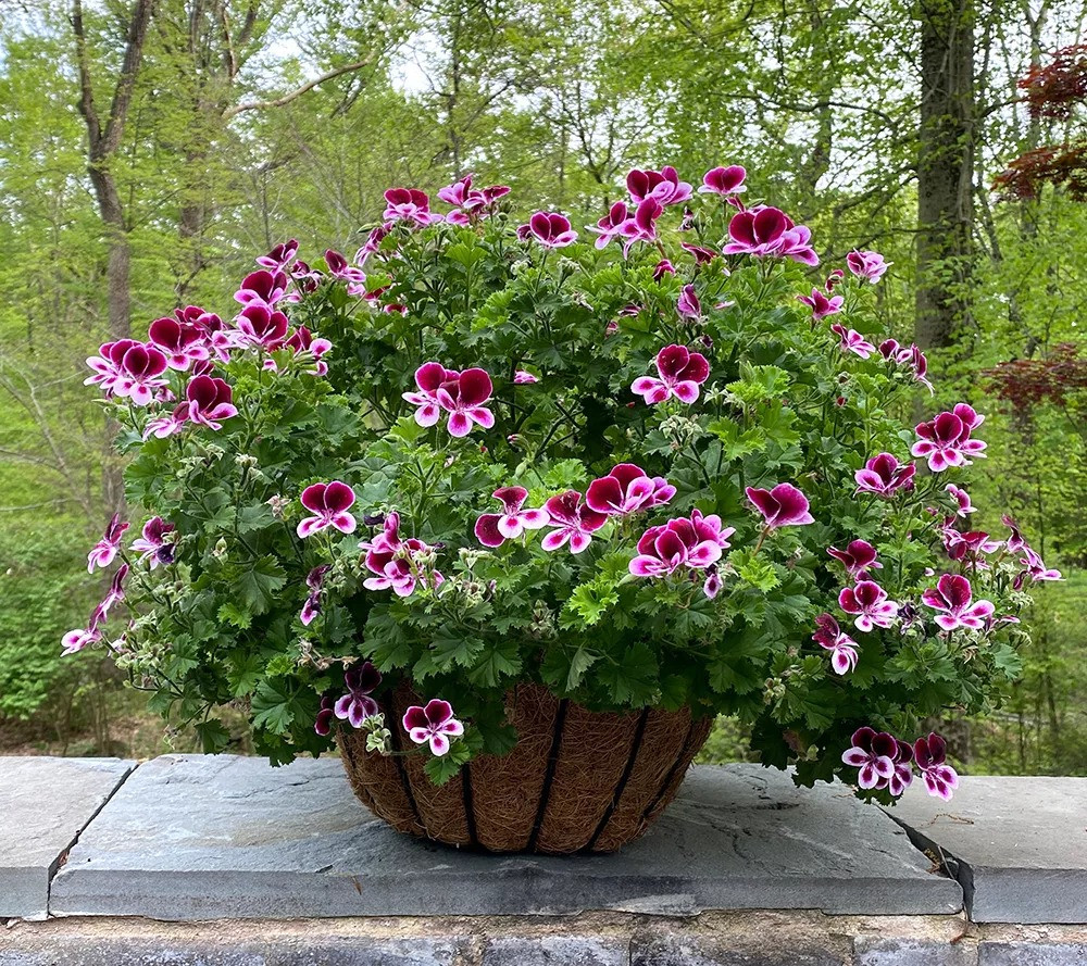 Phong lữ "đuổi muỗi": Cây phong lữ "đuổi muỗi" này thực chất là cây phong lữ hoa hồng (Citronella Geranium) thuộc dòng cây bụi thân thảo, có cấu trúc mọng nước.