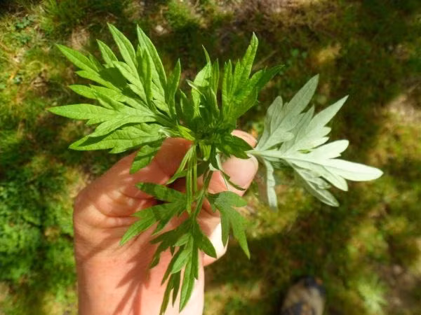  Ngải cứu là một loại cỏ dại rất phổ biến ở các vùng nông thôn nhưng hiện nay đã được nhiều người sử dụng làm món ăn như gà tần, trứng tráng ngải cứu, trứng vịt lộn ngải cứu...