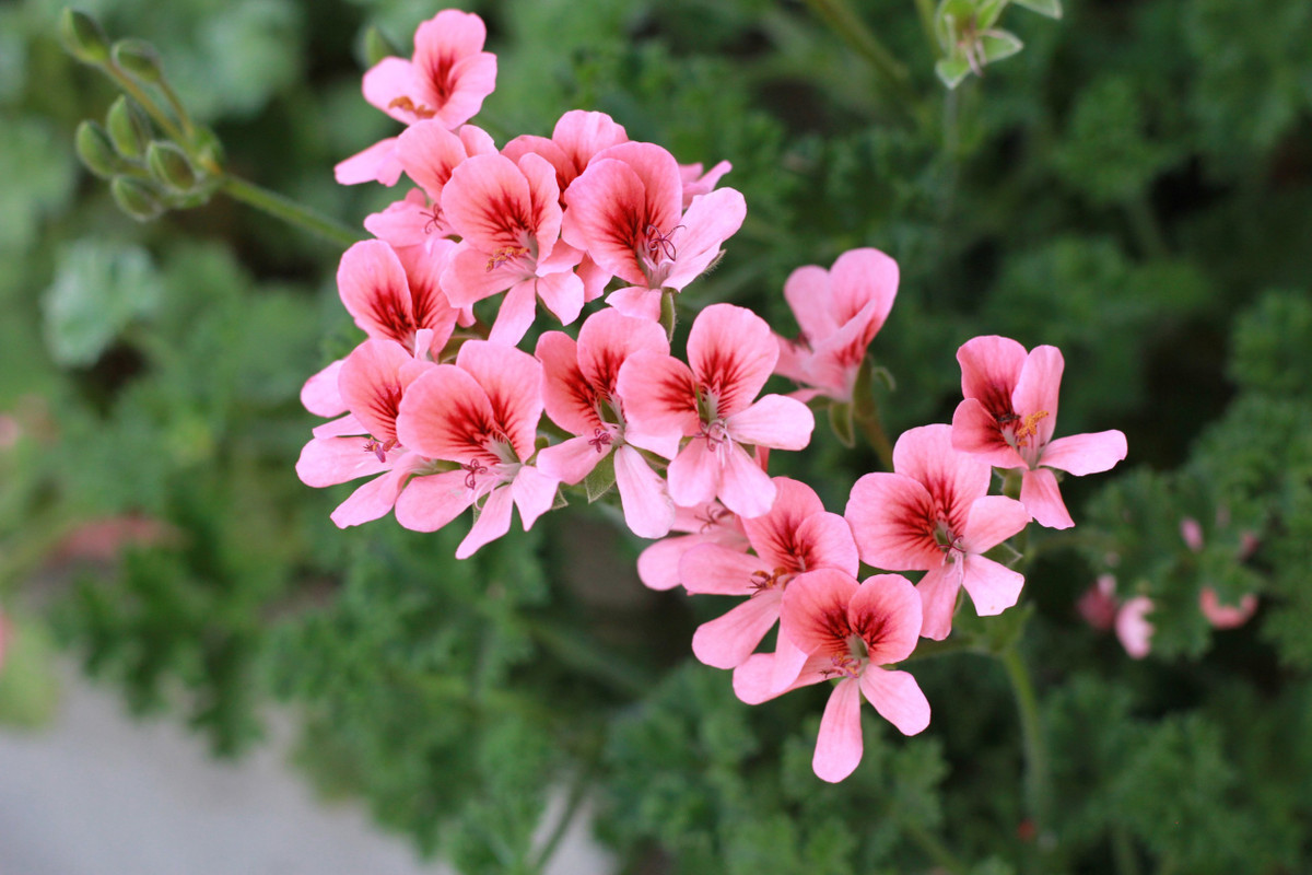 Tuy là thân thảo có cấu trúc mọng nước nhưng nếu trồng lâu năm, thân của cây cảnh này sẽ dần hóa gỗ. Cây cảnh này có mùi thơm hoa hồng pha với sả rất nồng nàn và rõ rệt. Trong lá có chứa các chất kháng khuẩn, kháng viêm và giảm đau.