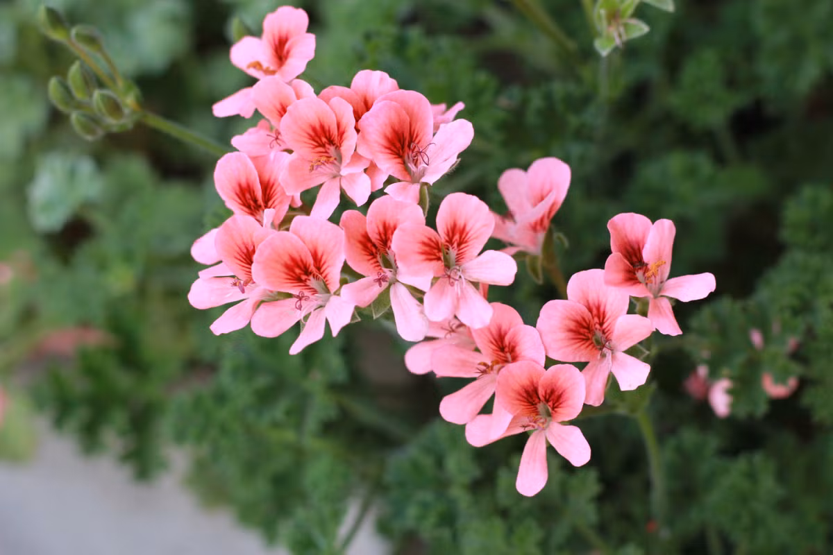 Tuy là thân thảo có cấu trúc mọng nước nhưng nếu trồng lâu năm, thân của cây cảnh này sẽ dần hóa gỗ. Cây cảnh này có mùi thơm hoa hồng pha với sả rất nồng nàn và rõ rệt. Trong lá có chứa các chất kháng khuẩn, kháng viêm và giảm đau.