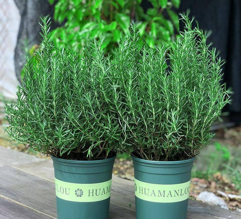 Hương thảo không chỉ có thể được pha chế thành nước đuổi muỗi cho trẻ sơ sinh mà còn có thể được pha chế thành tinh dầu, đồ uống, mỹ phẩm... Hương thảo là "ông trùm" trong ngành gia vị, hương thảo là cũng là linh hồn của bít tết trong các nhà hàng phương Tây.