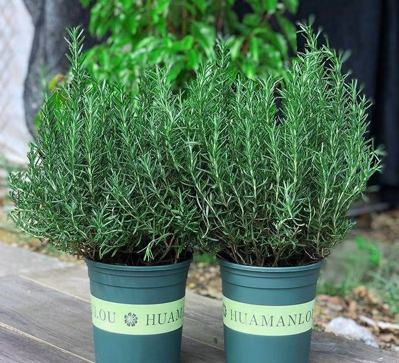 Hương thảo không chỉ có thể được pha chế thành nước đuổi muỗi cho trẻ sơ sinh mà còn có thể được pha chế thành tinh dầu, đồ uống, mỹ phẩm... Hương thảo là "ông trùm" trong ngành gia vị, hương thảo là cũng là linh hồn của bít tết trong các nhà hàng phương Tây.