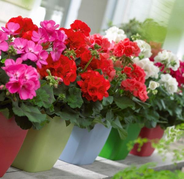 Là loại cây lành tính, không có độc và phù hợp với nhiều người, cây thu hút nhiều người nhờ vẻ ngoài xanh đẹp, hương thơm mùi mẫn và giá trị dược liệu của nó.