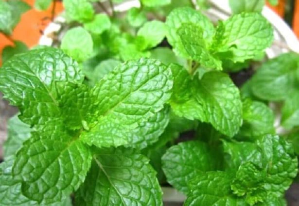 Bạc hà có mùi thơm mạnh và có thể đuổi muỗi. Để một vài chậu bạc hà trong nhà, muỗi sẽ giảm đi đáng kể. Hơn nữa bạc hà chỉ cần có đất là phát triển điên cuồng. Nếu bạn bị muỗi đốt, hãy dùng lá bạc hà chà xát, vết ngứa sẽ giảm ngay. Với vài chậu bạc hà, bạn có thể có loại rau gia vị ngon, thanh lọc không khí trong nhà và đuổi được muỗi. Thật là 1 mũi tên trúng 3-4 đích.