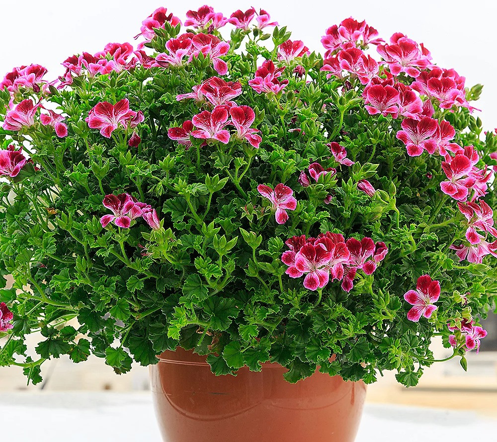 Lá của nó tỏa ra một mùi đặc biệt khiến một số người cảm thấy khó chịu. Tuy nhiên, cây cảnh này vẫn được hầu hết mọi người chấp nhận và là khắc tinh của loài muỗi. Đó là vì trong cây có chứa 86% hoạt chất Citral và Geraniol, hai chất này là khắc tinh của muỗi.