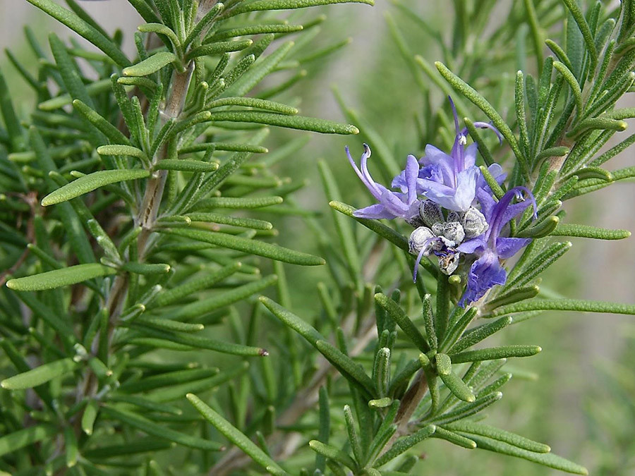 Ở một số nhà, họ thường trồng 1 vòng hương thảo quanh vườn hoặc ở ban công là yên tâm trong nhà không có muỗi. Đây là loại thuốc đuổi muỗi tự nhiên cực kỳ hiệu quả.
