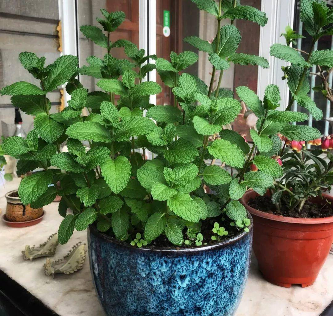 Cây bạc hà: Lá bạc hà có mùi thơm thoang thoảng, được mọi người vô cùng yêu thích, thường được dùng làm thực phẩm hoặc làm chất tạo mùi cho kem đánh răng, kẹo cao su, trà...