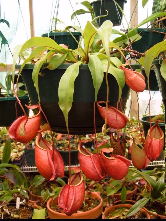  Bạn cũng có thể trồng cây cảnh bẫy kẹp hay còn gọi là cây bắt ruồi (Dionaea muscipula) cũng có thể bắt ruồi mỗi trong nhà. Chiếc kẹp của nó sẽ tiết ra một ít nước mật và sẽ có nhiều bẫy nhỏ, khép lại nhanh chóng bất cứ khi nào một con bọ kích hoạt bẫy và các răng cưa ở mép bẫy sẽ ngăn không cho bọ thoát ra ngoài.