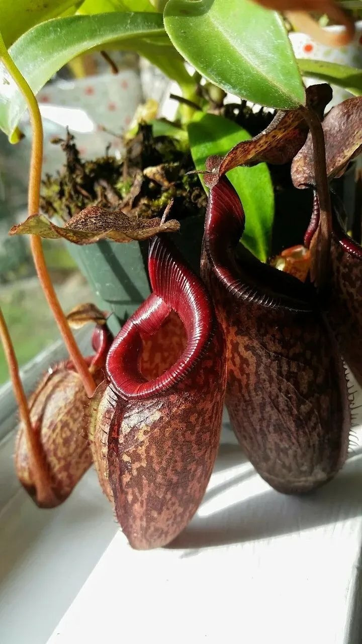Cây nắp ấm Cây nắp ấm (Nepenthes mirabilis) là loài cây ăn thịt được hầu hết những người cây cảnh ưa thích, lá nào của nó cũng có thể mọc thành lồng, đặc biệt không kén môi trường, nhiều người yêu cây cảnh có thể nuôi trong nhà.