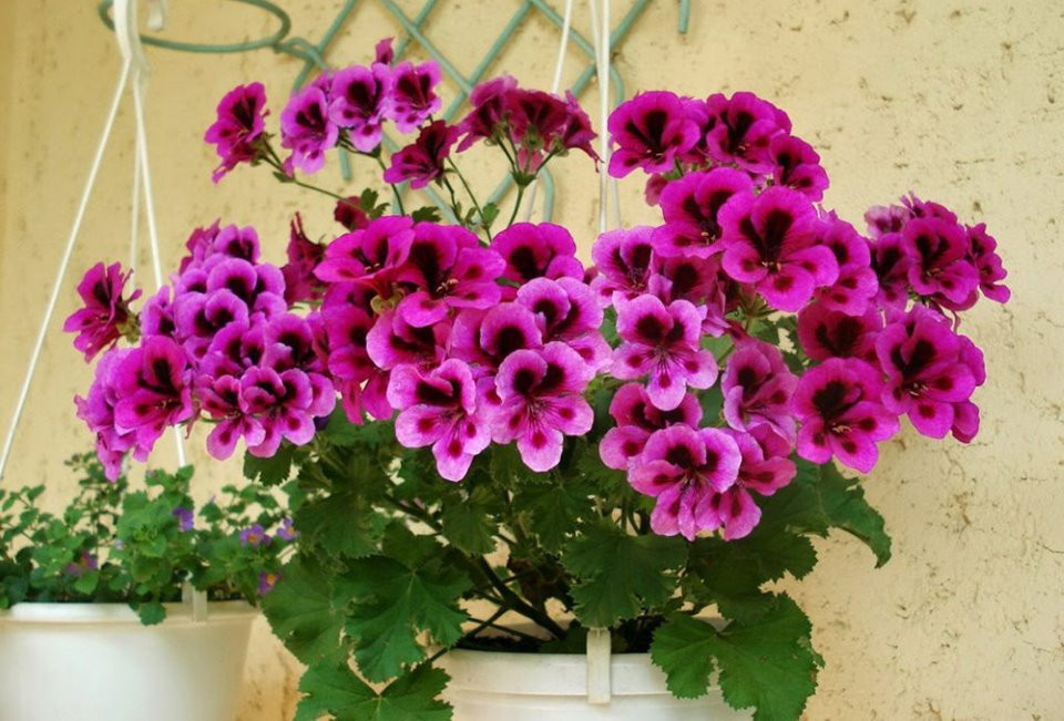 Khi nhiệt độ cao vào mùa hè, cây cảnh này phát triển nhanh hơn, có tác dụng đuổi muỗi rất tốt. Loài cây này cũng sống lâu năm, nếu trồng quá 1 năm và để trong nhà vào mùa đông thì cây sẽ lớn hơn và có mùi thơm đậm đà vào năm thứ 2.