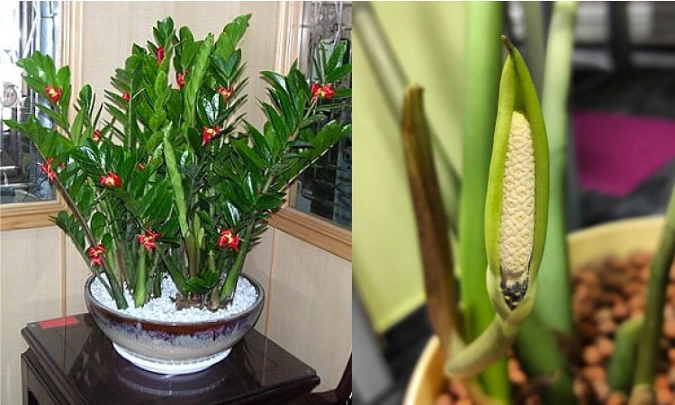 Tóm lại, mặc dù cây kim tiền nở hoa được coi là một dấu hiệu tốt nhưng đây không phải là một sự thật khoa học. Chúng ta có thể giải thích lý do tại sao cây kim tiền nở hoa từ góc độ thực vật học và cần lưu ý rằng loài cây này cần có những môi trường và điều kiện nhất định để nở hoa. 