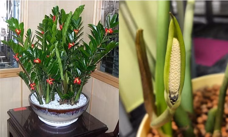 Tóm lại, mặc dù cây kim tiền nở hoa được coi là một dấu hiệu tốt nhưng đây không phải là một sự thật khoa học. Chúng ta có thể giải thích lý do tại sao cây kim tiền nở hoa từ góc độ thực vật học và cần lưu ý rằng loài cây này cần có những môi trường và điều kiện nhất định để nở hoa. 