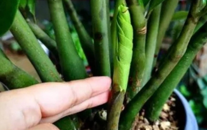 3. Cây tiền có khả năng hấp thụ formaldehyde trong nhà và các loại khí độc hại khác, tuy nhiên khi hấp thụ formaldehyde cần có đủ lượng oxy và độ ẩm. Nếu được giữ ở nhà, nó có thể cạnh tranh oxy với con người, khiến chất lượng không khí trong nhà suy giảm và ảnh hưởng đến sức khỏe con người.