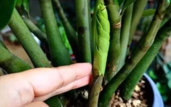 3. Cây tiền có khả năng hấp thụ formaldehyde trong nhà và các loại khí độc hại khác, tuy nhiên khi hấp thụ formaldehyde cần có đủ lượng oxy và độ ẩm. Nếu được giữ ở nhà, nó có thể cạnh tranh oxy với con người, khiến chất lượng không khí trong nhà suy giảm và ảnh hưởng đến sức khỏe con người.