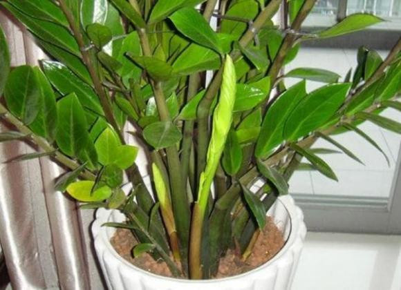 Tại sao không nên trồng cây kim tiền trong nhà? 1. Lá cây kim tiền có chứa axit oxalic, có hại cho trẻ em hoặc vật nuôi. Trẻ em hoặc vật nuôi nuốt phải có thể gây khó tiêu hoặc các vấn đề sức khỏe khác. 