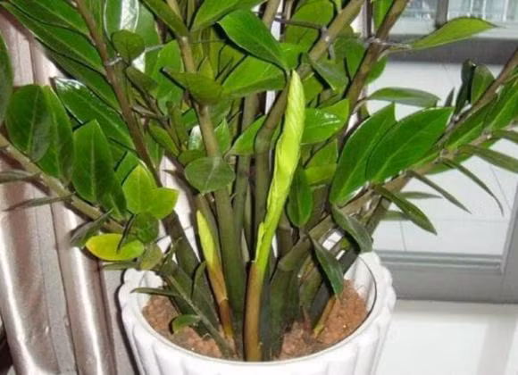 Tại sao không nên trồng cây kim tiền trong nhà? 1. Lá cây kim tiền có chứa axit oxalic, có hại cho trẻ em hoặc vật nuôi. Trẻ em hoặc vật nuôi nuốt phải có thể gây khó tiêu hoặc các vấn đề sức khỏe khác. 