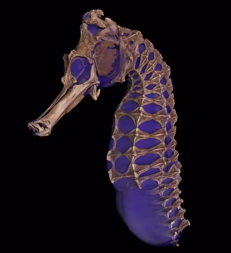 Bộ xương phức tạp của cá ngựa: Hình dáng bên ngoài của cá ngựa gần như tượng tự khi chụp. Bản chụp đã cho thấy cấu trúc bộ xương lồng vào nhau phức tạp và tinh tế.