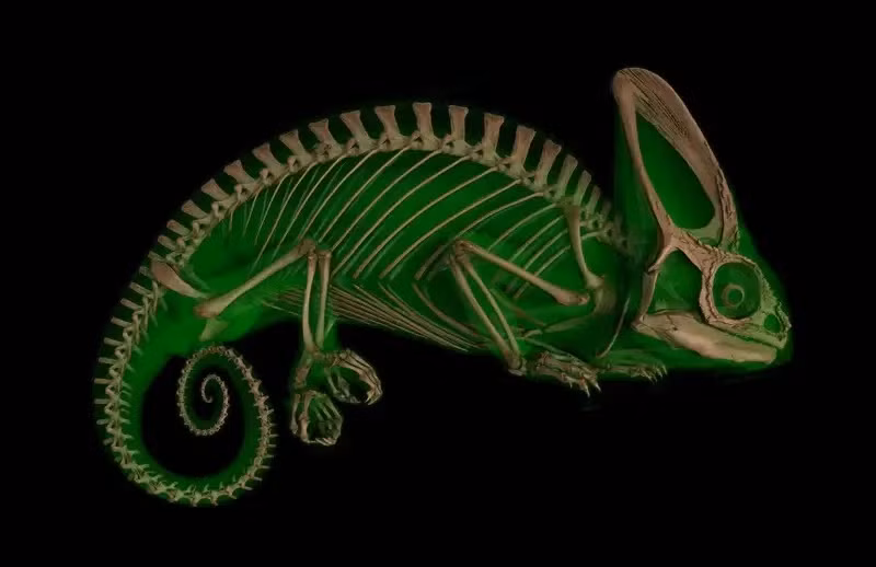 Tắc kè: Bức ảnh cho thấy cấu trúc hộp sọ độc đáo của tắc kè hoa. Phần nhô ra trên đỉnh đầu là ốc mũ, giúp đưa nước vào miệng tắc kè hoa.