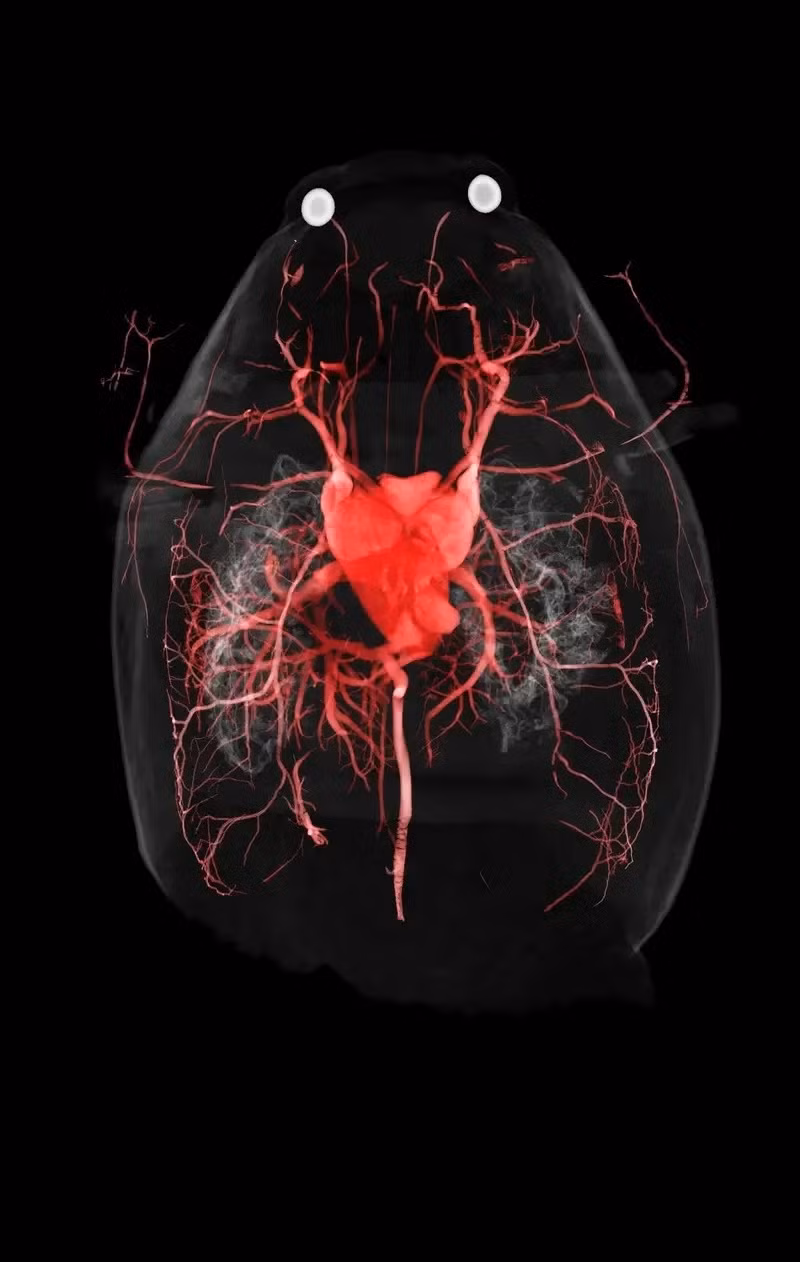 Ếch cừu: Điểm độc đáo của theo dõi này là hệ thống mạch máu của ếch cừu phương bắc, với điểm nhấn là trái tim chiếm phần lớn diện tích cơ thể nó.