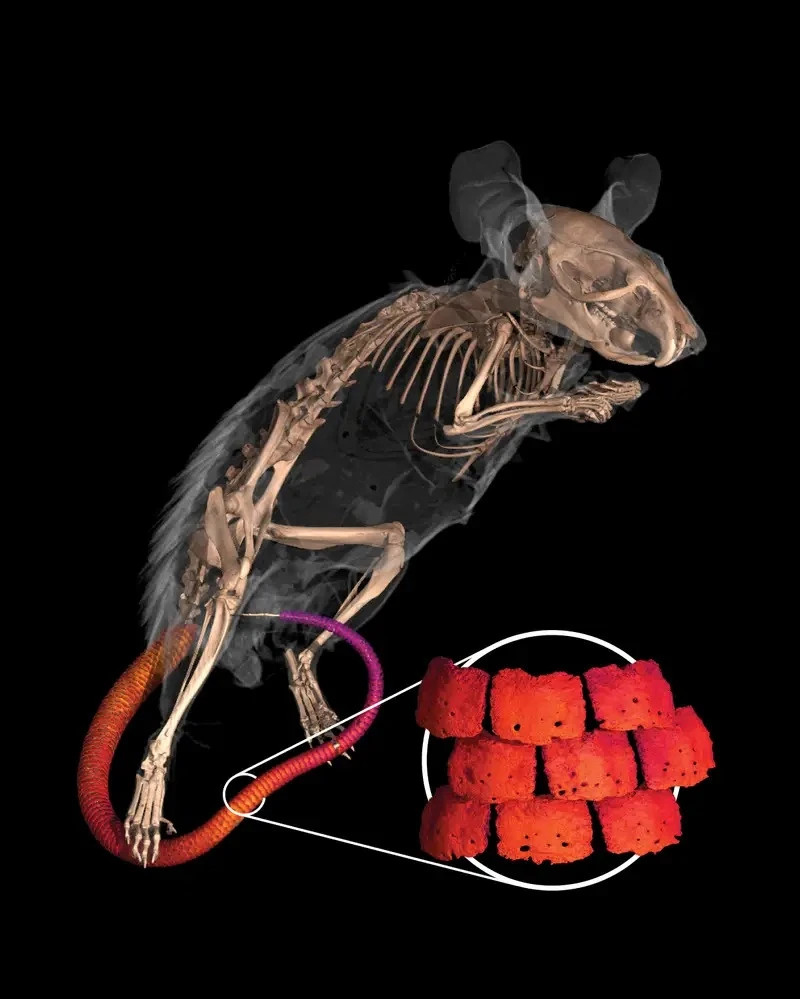 Đuôi của chuột gai: Dự án đã chụp cắt lớp điện toán (CT Scan) của chuột đuôi gai đã cho thấy đuôi có lớp vảy giáp, cho thấy loài chuột này có liên quan đến các loài gặm nhấm khác cùng đặc điểm.