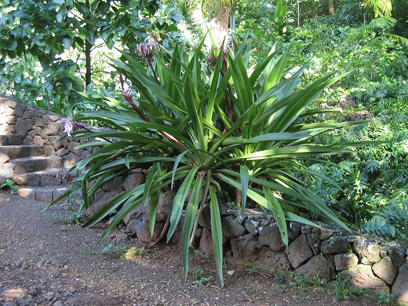  Một trong những lý do khiến người xưa yêu thích loài cây này vì toàn thân chúng đều là bảo bối, có thể sử dụng để chữa nhiều bệnh. Điển hình là có chứa các chất Crinamin, Ambelin trong hoa hay Lycorin và Crinamin trong quả của chúng,...