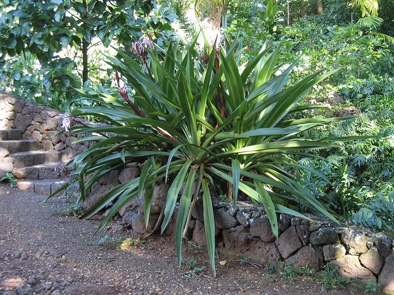  Một trong những lý do khiến người xưa yêu thích loài cây này vì toàn thân chúng đều là bảo bối, có thể sử dụng để chữa nhiều bệnh. Điển hình là có chứa các chất Crinamin, Ambelin trong hoa hay Lycorin và Crinamin trong quả của chúng,...