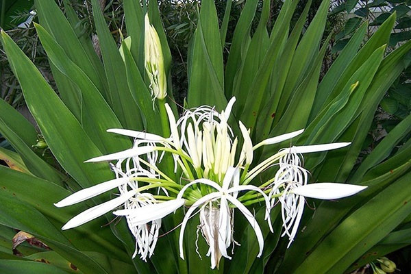 Cây cảnh này có nguồn gốc từ Châu Mỹ được tìm thấy ở Ấn Độ, Indonexia và đảo Molluyc về sau được du nhập vào Việt Nam thời Pháp thuộc. Chúng có phần thân hình trụ tròn, là một loài thân thảo mềm. Chiều cao trung bình rơi vào khoảng 1 - 1,5m.