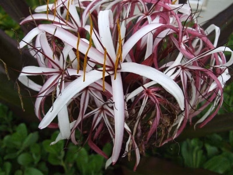 Hoa đại tướng quân trong trắng, ấm áp như ngọc, mang vẻ đẹp trong trẻo như băng, mộc mạc mà tươi tắn, tinh tế mà thanh khiết. Trong phong thủy, giống như cái tên đại tướng quân, cây cảnh này có tác dụng để trấn nhà, giữ đất, cầu bình an, phước lành cho gia đình.