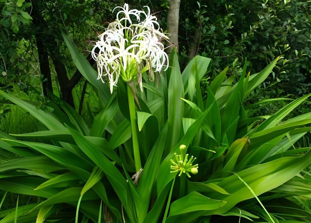 Cây cảnh này sẽ có thể mang lại hạnh phúc và bình an khi hoa nở. Vì vậy, người xưa rất thích trồng chúng ở trước cửa nhà hoặc đặt trong phòng để mong có thêm nhiều may mắn, tốt lành cho gia đình.