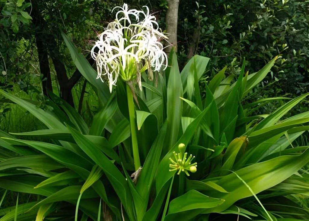 Cây cảnh này sẽ có thể mang lại hạnh phúc và bình an khi hoa nở. Vì vậy, người xưa rất thích trồng chúng ở trước cửa nhà hoặc đặt trong phòng để mong có thêm nhiều may mắn, tốt lành cho gia đình.