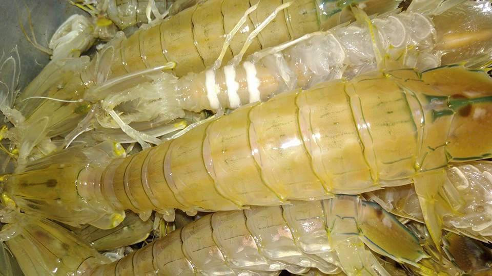 Nuôi tôm tít to bự, anh nông dân bắt bán 900.000-1,2 triệu/ký - Hình 2 Nuoi tom tit to bu, anh nong dan bat ban 900.000-1,2 trieu/ky-Hinh-2