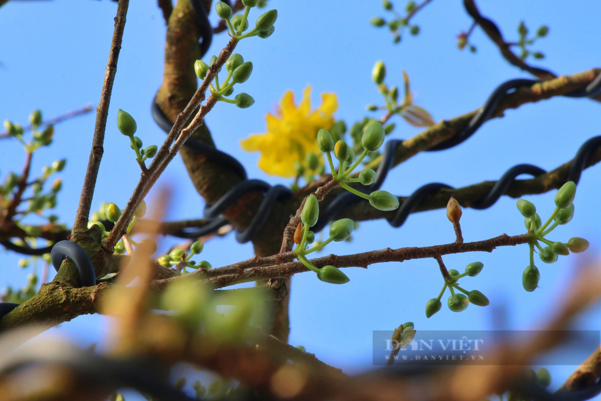 Theo chủ nhân cay mai, hoa chỉ nở rộ một lần trong năm.