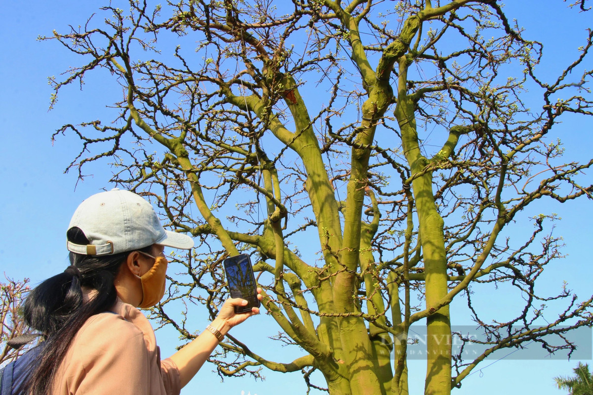 "Để vận chuyển cây mai này từ Gia Lai đến Đà Nẵng chúng tôi đã rất vất vả. Tiền vận chuyển đã lên đến hàng chục triệu đồng", chủ cây mai chia sẻ.