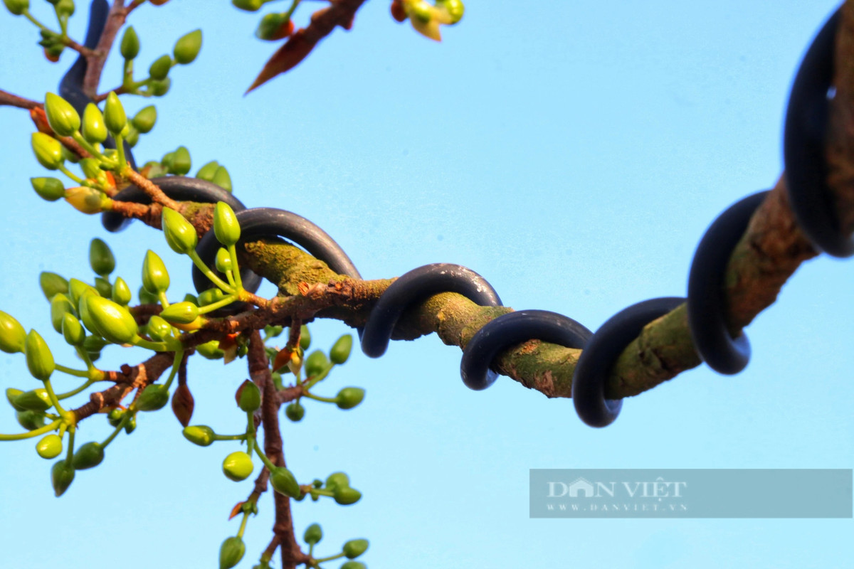 Đây là mai hồng điệp giống cúc nên búp to, đều.