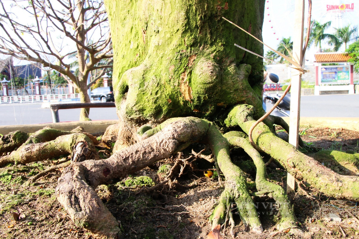 Theo chủ nhân cây mai, "cụ mai" được rao bán 3 tỷ đồng, còn giá thuê là 150 triệu đồng.