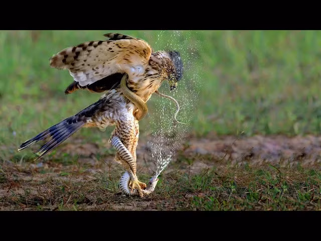 Vào năm 2016, diều hoa Miến Điện được đưa vào Danh sách đỏ các loài bị đe dọa, theo Sách Đỏ IUCN được giám sát bởi Liên minh Bảo tồn Thiên nhiên Quốc tế.