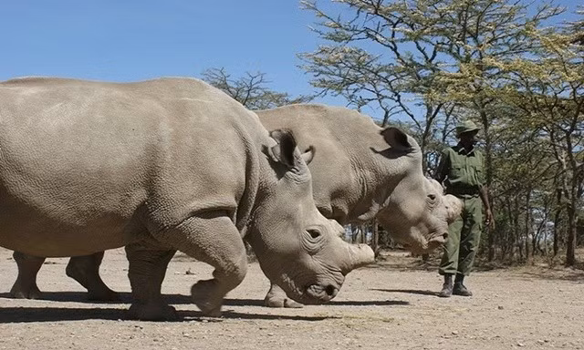 Nhung loai dong vat nang nhat the gioi, so 1 gay ngo ngang-Hinh-3