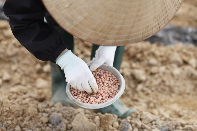 Nong dan ho hoi xuong dong dau nam moi, mong vu mua boi thu-Hinh-11