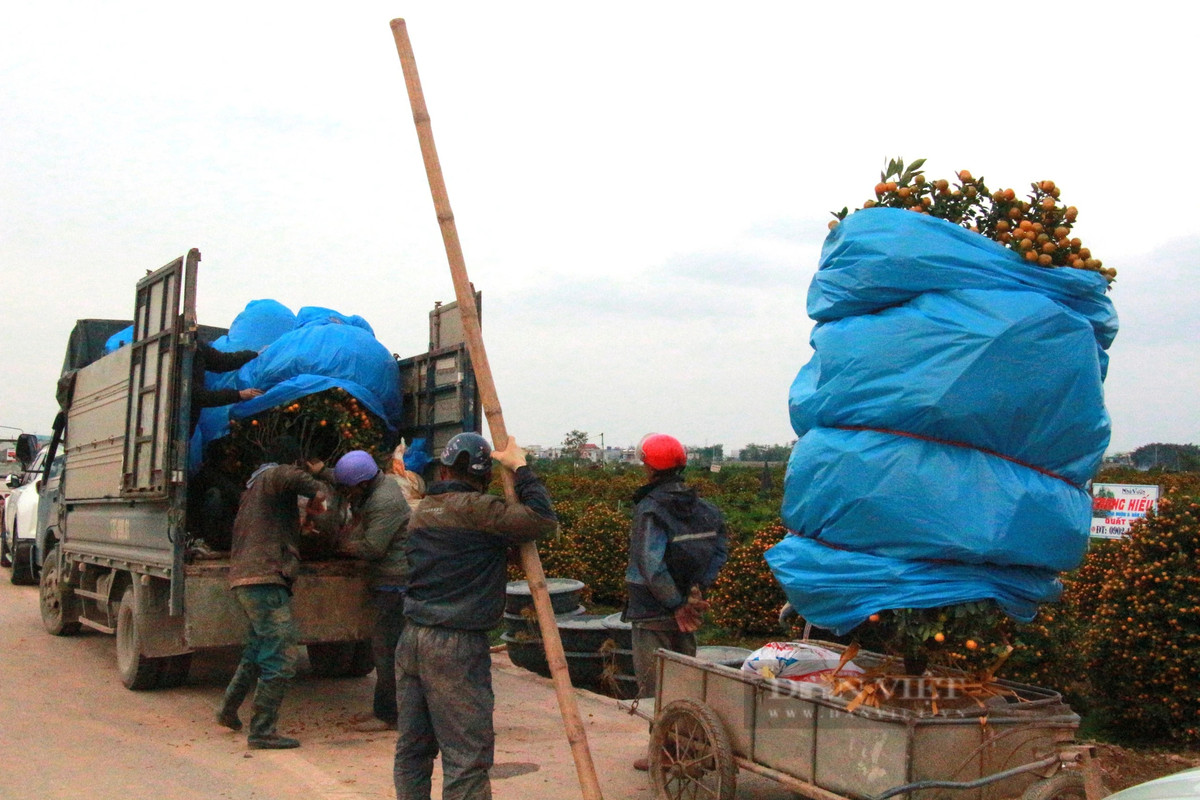 Quất tết tăng giá, làng trồng ở Nam Định được vụ - Hình 6 Quat tet tang gia, lang trong o Nam Dinh duoc vu-Hinh-6