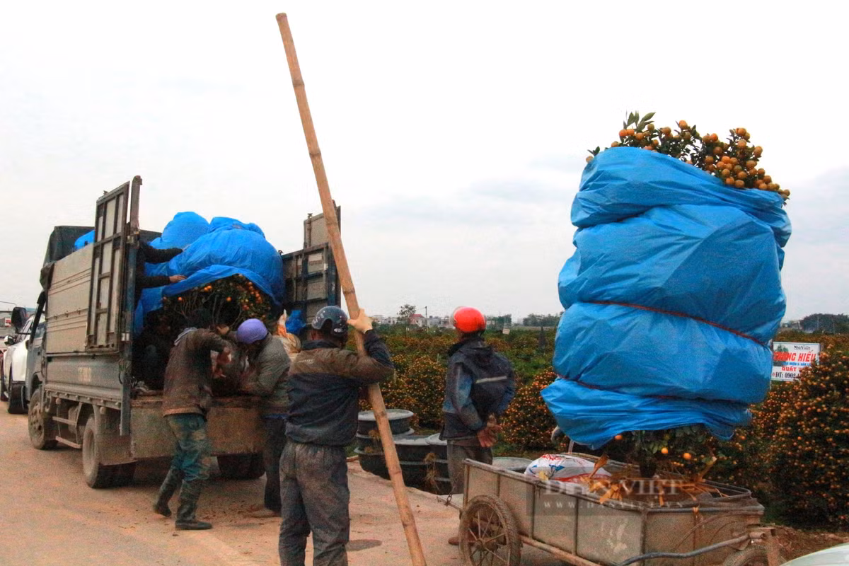 Quat tet tang gia, lang trong o Nam Dinh duoc vu-Hinh-6