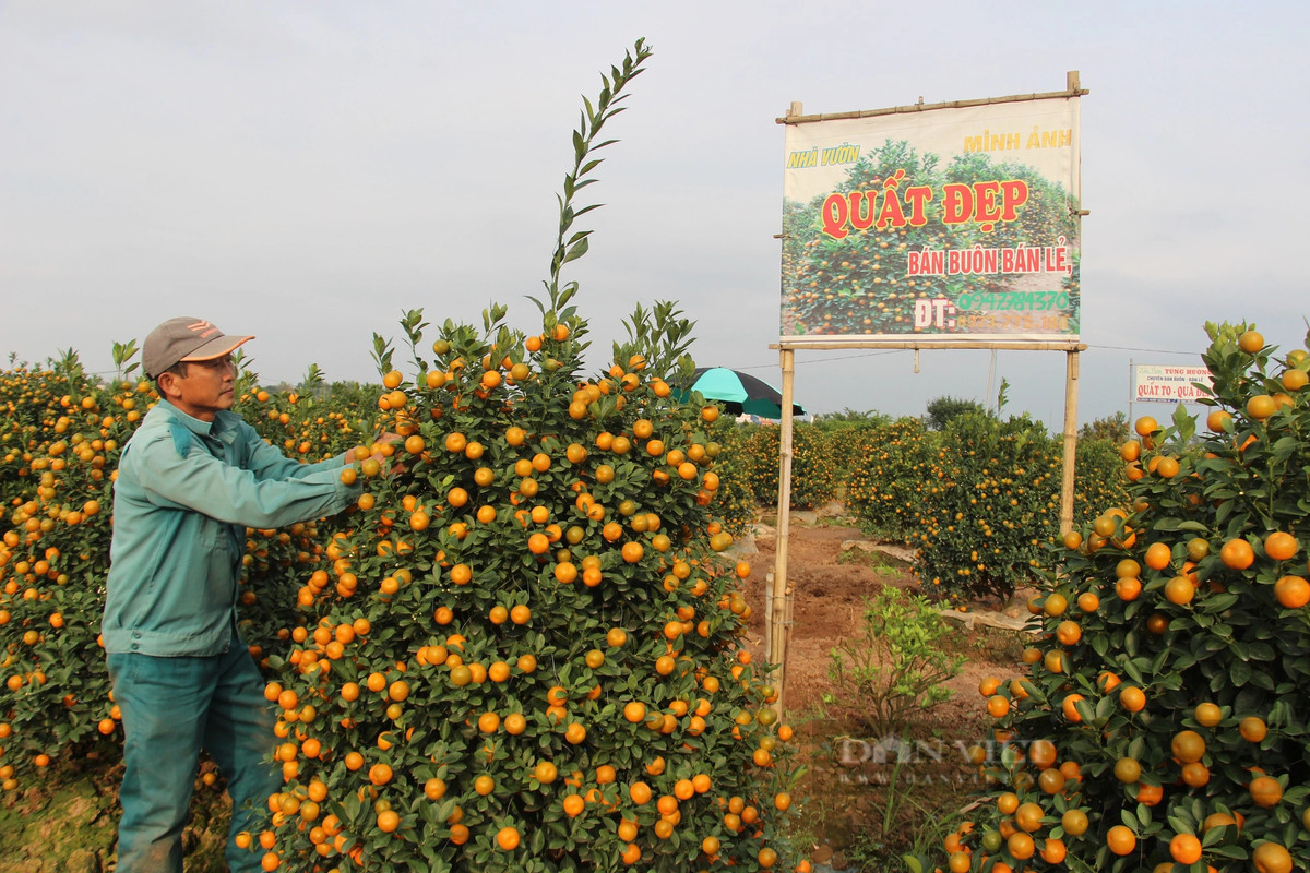 Quất tết tăng giá, làng trồng ở Nam Định được vụ Quat tet tang gia, lang trong o Nam Dinh duoc vu