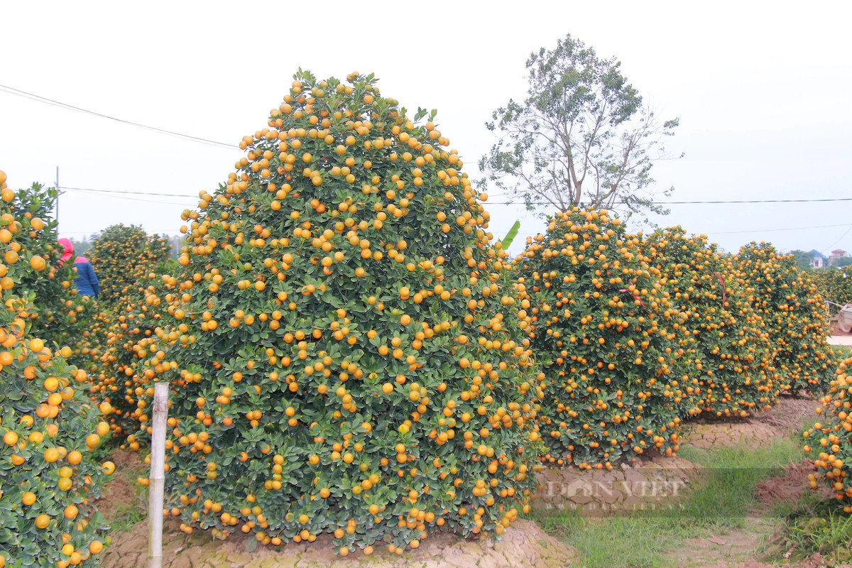 Quất tết tăng giá, làng trồng ở Nam Định được vụ - Hình 2 Quat tet tang gia, lang trong o Nam Dinh duoc vu-Hinh-2