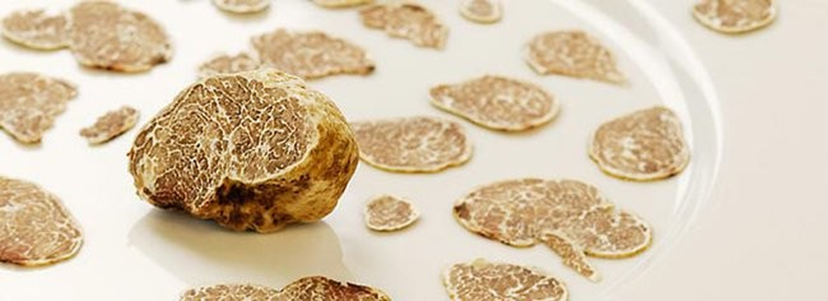 Nấm Truffle trắng được xem là hiếm như kim cương và quý hơn vàng nhờ vị ngọt lạ rất đặc trưng mà không một loại nấm nào trên thế giới có được.