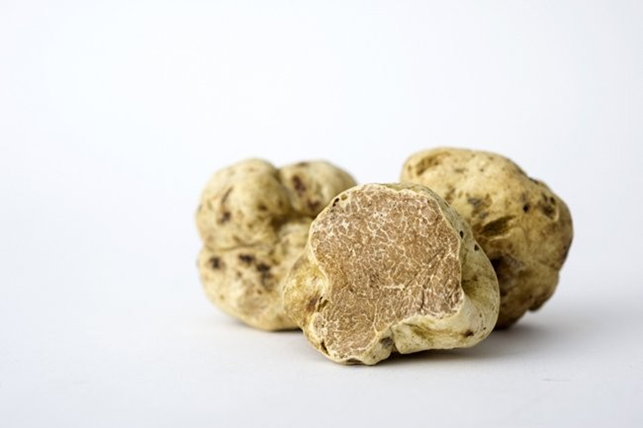 Nấm Truffle không mọc trên mặt đất như các loài nấm thông thường mà sinh sôi và phát triển dưới lòng đất và thường ký sinh trong rễ cây sồi, hạt dẻ, thông, hồ đào... Ngày nay, hiện tượng thay đổi khí hậu đã tác động mạnh đến sự phát triển của loại nấm này khiến số lượng của chúng giảm dần.