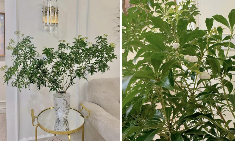 Cuoc song hien tai cua MC Diep Chi-Hinh-10