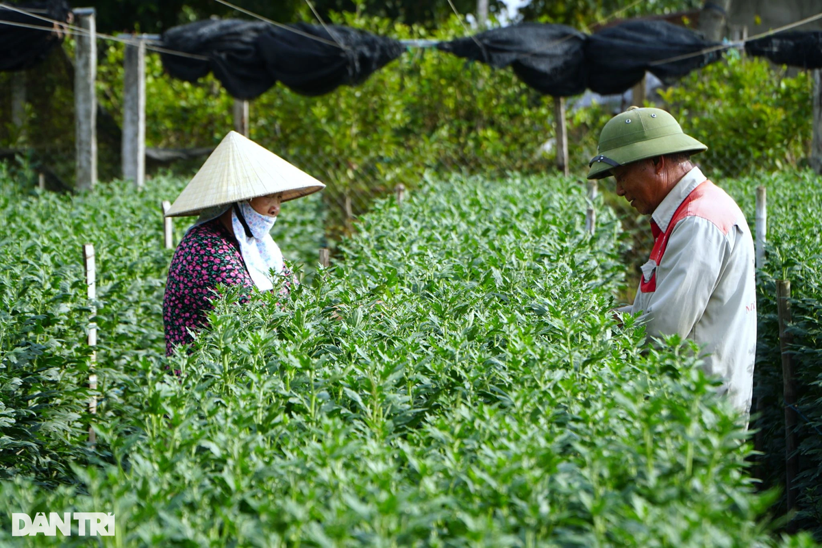 Ghi nhận của phóng viên Dân trí, cuối tháng 11 Âm lịch, người dân làng hoa Đông Cương đang tất bật tỉa nụ cho hoa cúc. Theo người dân địa phương, ngoài nắm vững các kỹ thuật chăm sóc, nghề trồng hoa còn phụ thuộc nhiều vào thời tiết. Còn hơn 1 tháng nữa mới đến tết Nguyên đán nên nhiều hộ trồng hoa thấp thỏm, lo lắng nếu nắng ấm kéo dài.
