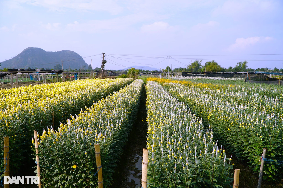  Người dân làng hoa Đông Cương sản xuất hoa quanh năm, nhưng cao điểm nhất vẫn là dịp cuối năm và đầu năm.