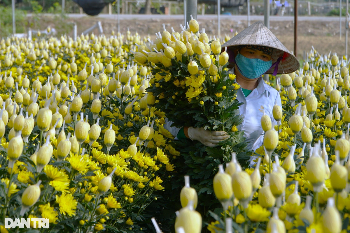 Cuối tháng 11 Âm lịch, thời tiết nắng ấm, một số luống hoa nở sớm được người dân cắt bán trước dịp tết Nguyên đán.